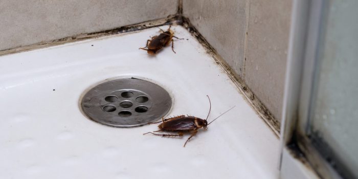 nuisibles douche
